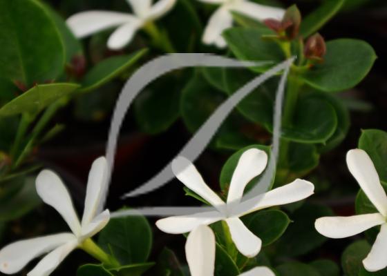 Abelia Reconnaissance Des Vegetaux