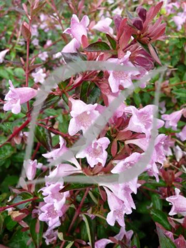 Abelia 'Edward Goucher'