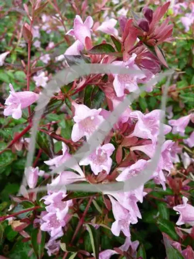Abelia 'Edward Goucher'