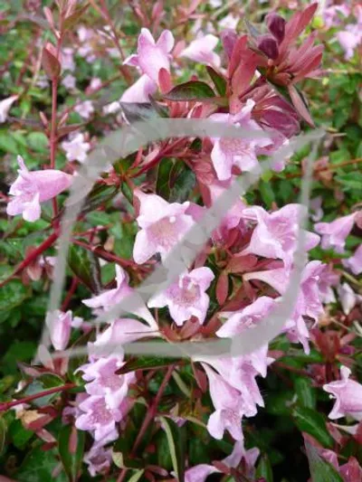 Abelia 'Edward Goucher'