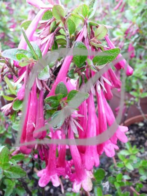 Abelia floribunda