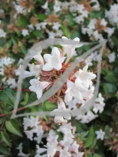 Abelia x grandiflora