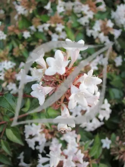 Abelia x grandiflora