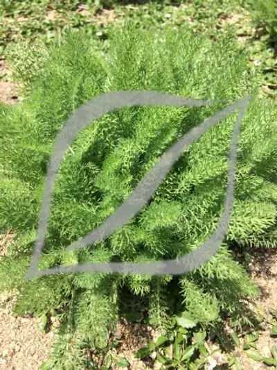 Achillea crithmifolia