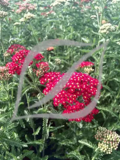 Achillea millefolium 'Paprika'
