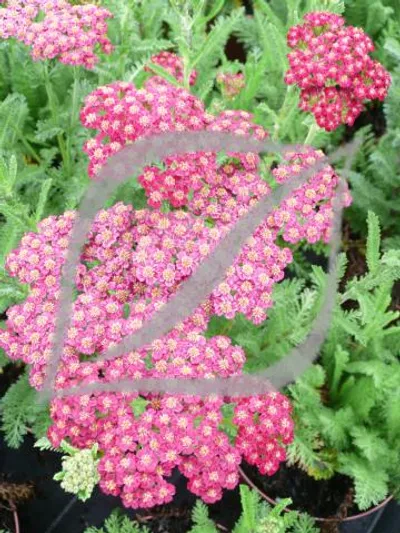 Achillea millefolium 'Red Velvet'