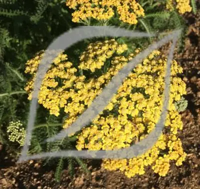 Achillea 'Terracota'