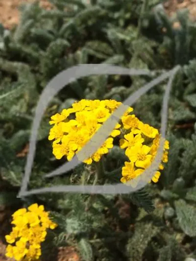Achillea tomentosa