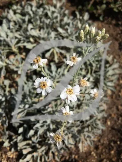 Achillea umbellata