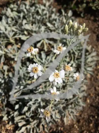 Achillea umbellata