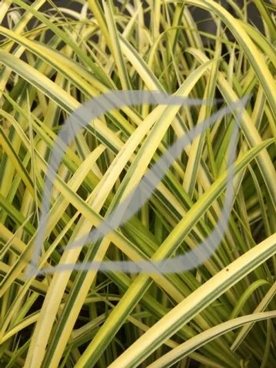 Acorus gramineus 'Ogon'