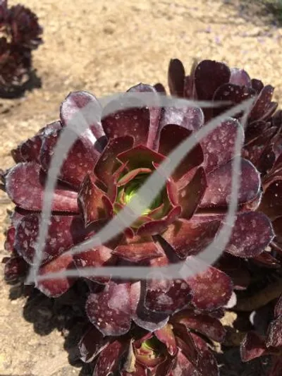 Aeonium arboreum 'Atropurpureum'