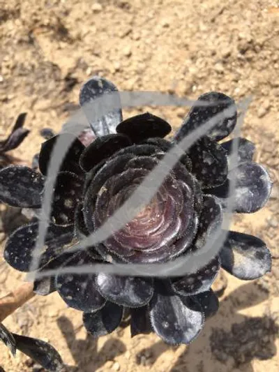 Aeonium arboreum 'Zwartkop'
