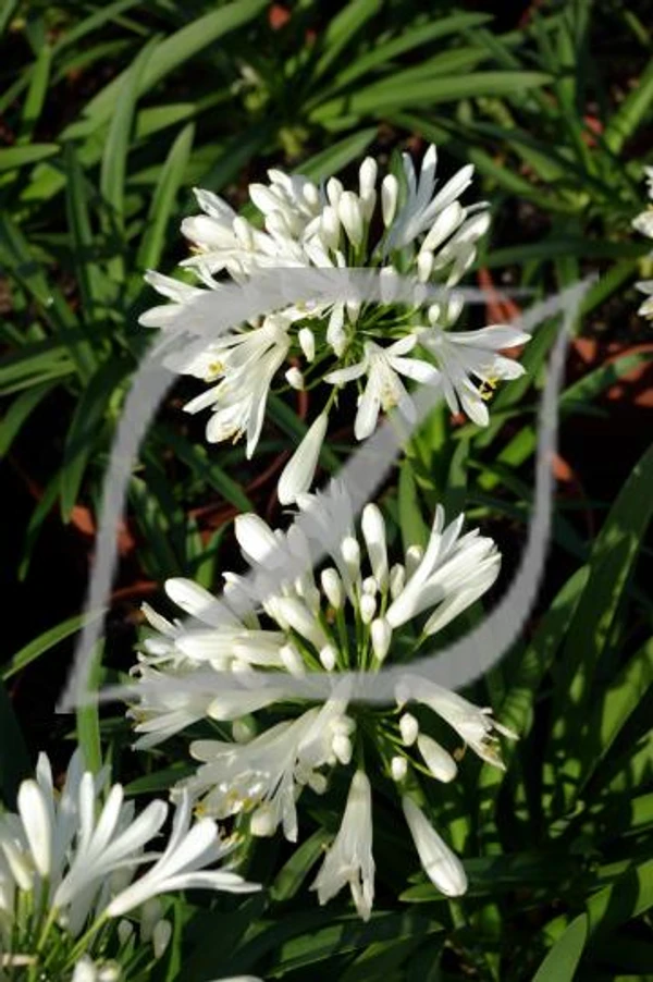 Agapanthus 'Peter Pan White'