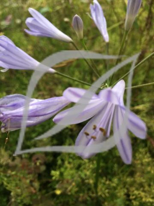 Agapanthus 'Peter Pan'