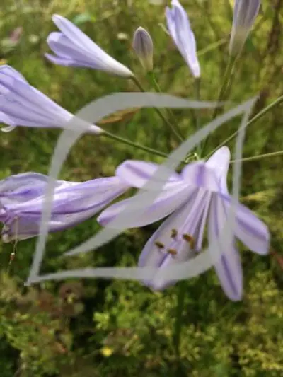 Agapanthus 'Peter Pan'