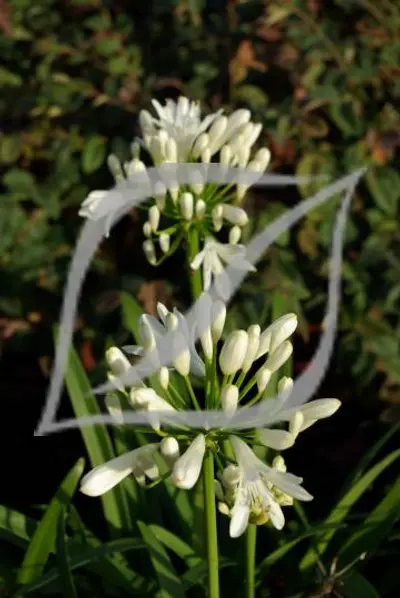 Agapanthus praecox 'White'
