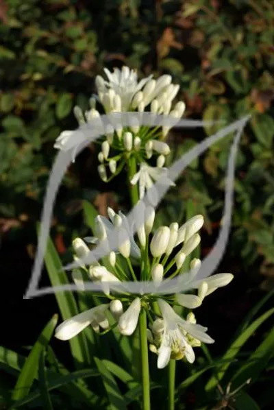 Agapanthus praecox 'White'