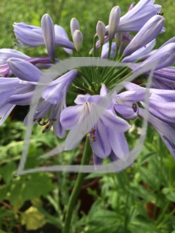 Agapanthus praecox