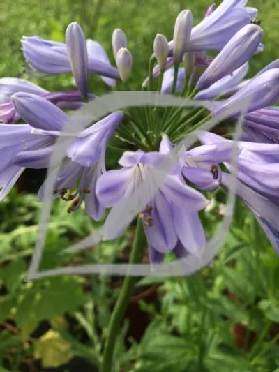 Agapanthus praecox