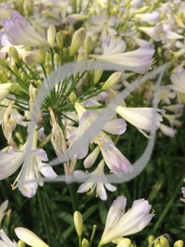Agapanthus 'Silver Baby'
