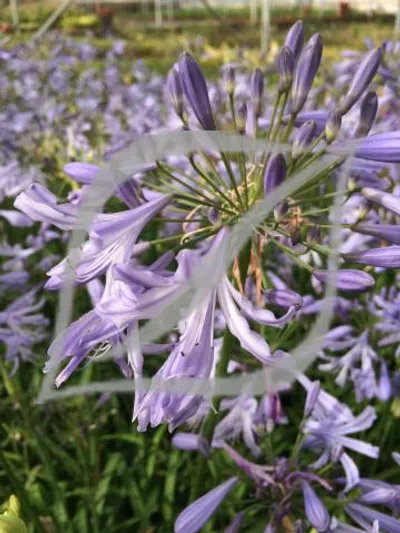 Agapanthus 'Sra. Maria'