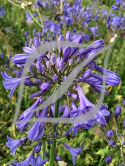 Agapanthus 'Streamline'