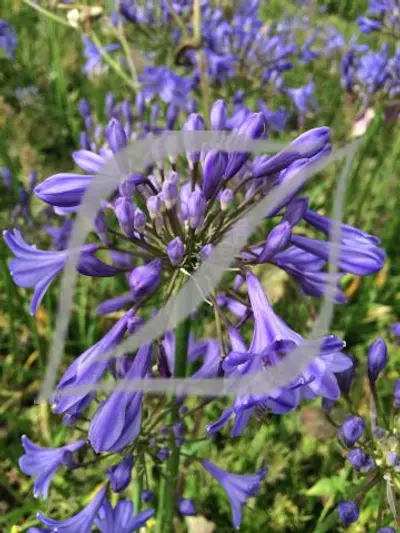 Agapanthus 'Streamline'