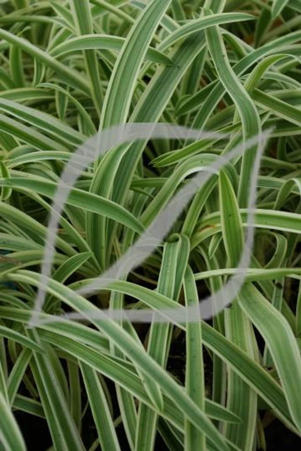 Agapanthus 'Tinkerbell'