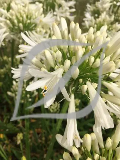 Agapanthus 'White Ice'