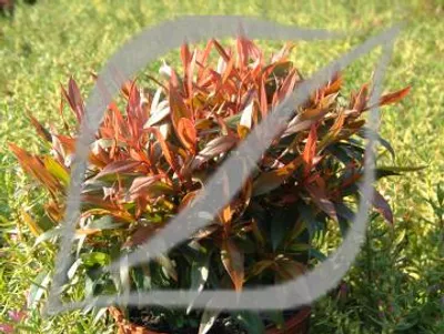 Agonis flexuosa 'Nana'