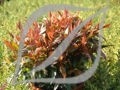 Agonis flexuosa 'Nana'