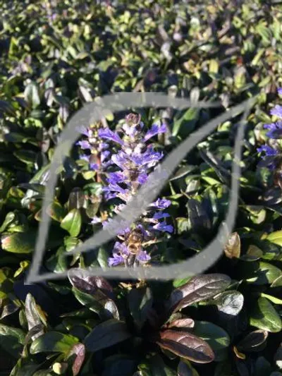 Ajuga tenorii 'Valfredda'