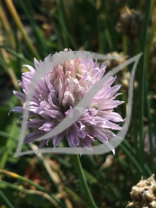 Allium schoenoprasum