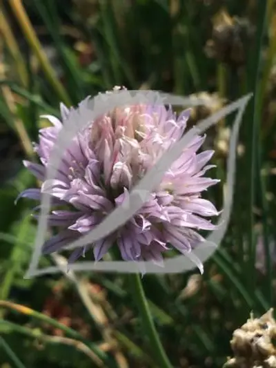 Allium schoenoprasum