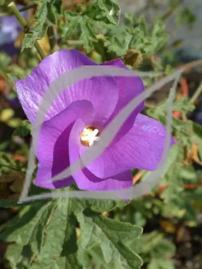 Alyogyne huegelii 'Santa Cruz'