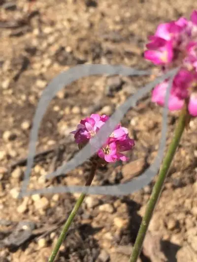 Armeria maritima 'Vezuv'