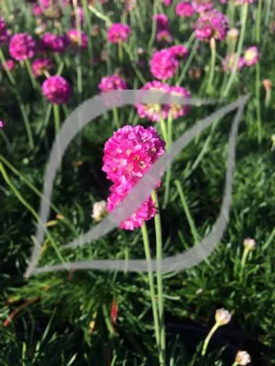 Armeria maritima