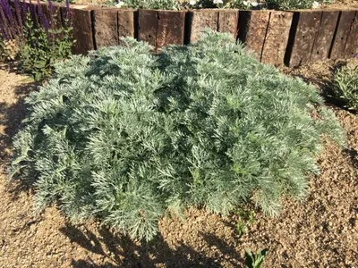 Artemisia 'Powis Castle'