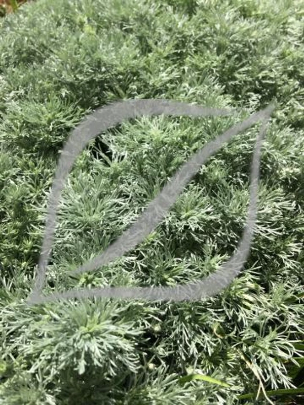 Artemisia schmidtiana 'Nana'