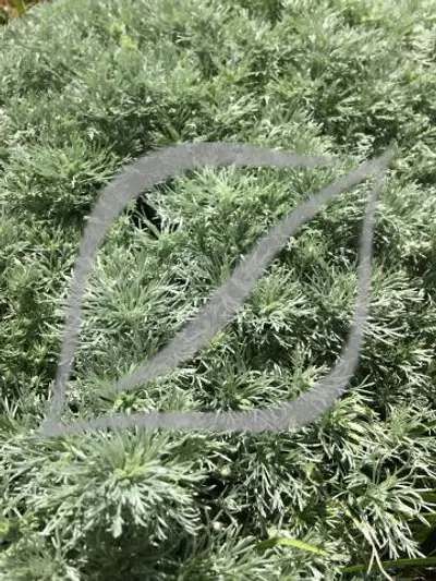 Artemisia schmidtiana 'Nana'