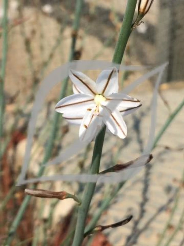 Asphodelus fistulosus