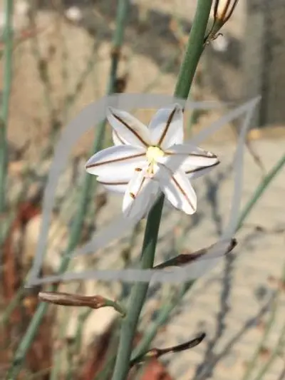 Asphodelus fistulosus