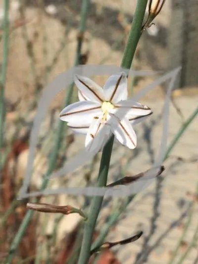 Asphodelus fistulosus