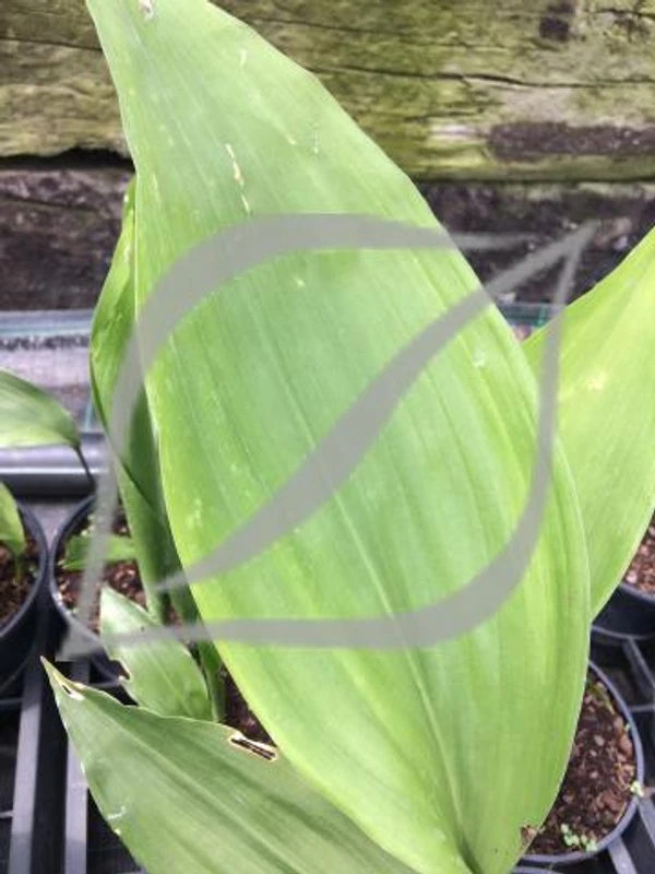 Aspidistra elatior