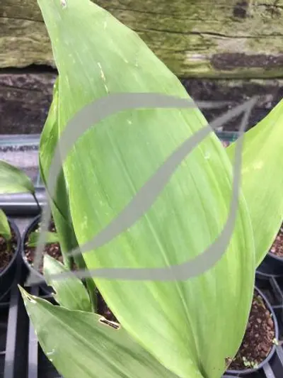 Aspidistra elatior