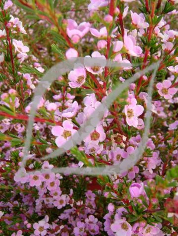 Astartea fascicularis