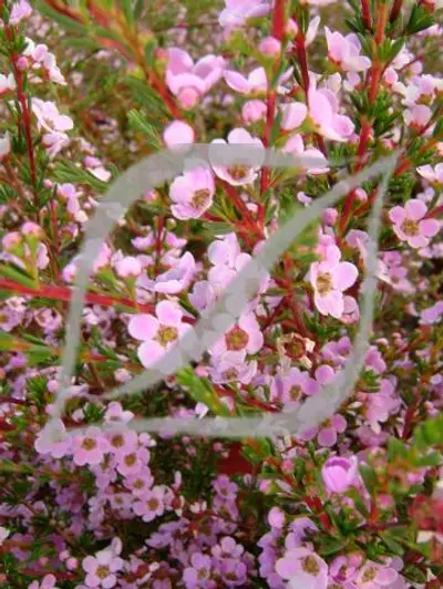 Astartea fascicularis