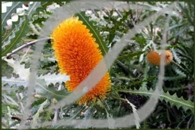 Banksia ashbyi
