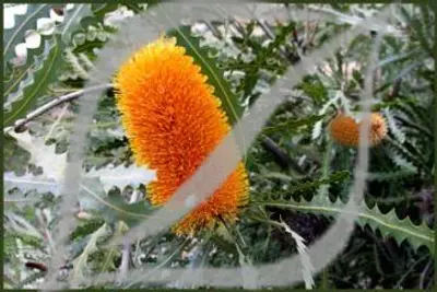 Banksia ashbyi